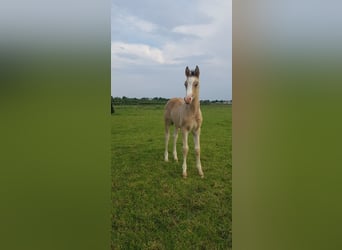 Poney de selle allemand, Étalon, Poulain (04/2024), Isabelle