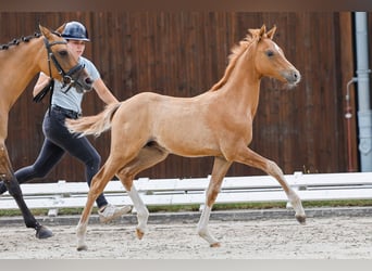 Poney de selle allemand, Étalon, Poulain (04/2025), Isabelle