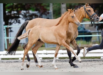 Poney de selle allemand, Étalon, Poulain (04/2025), Isabelle