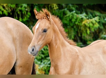 Poney de selle allemand, Étalon, Poulain (04/2025), Isabelle