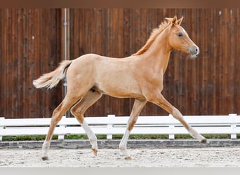 Poney de selle allemand, Étalon, Poulain (04/2025), Isabelle