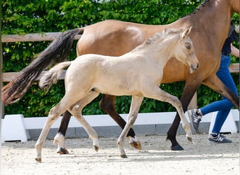 Poney de selle allemand, Étalon, , Isabelle
