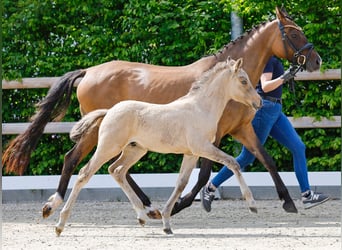 Poney de selle allemand, Étalon, , Isabelle