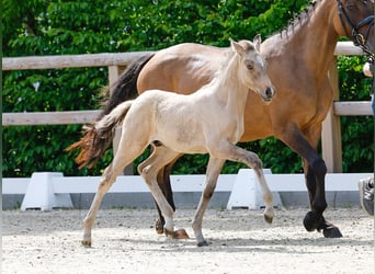 Poney de selle allemand, Étalon, , Isabelle