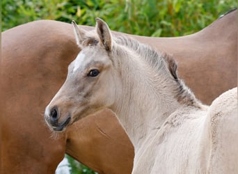 Poney de selle allemand, Étalon, , Isabelle