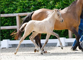 Poney de selle allemand, Étalon, , Isabelle
