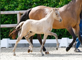 Poney de selle allemand, Étalon, , Isabelle
