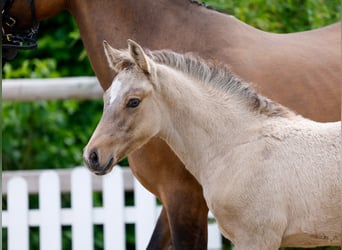 Poney de selle allemand, Étalon, , Isabelle
