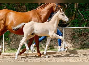 Poney de selle allemand, Étalon, Poulain (05/2025), Isabelle