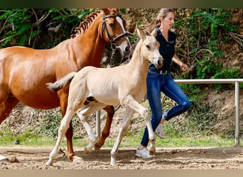 Poney de selle allemand, Étalon, Poulain (05/2025), Isabelle