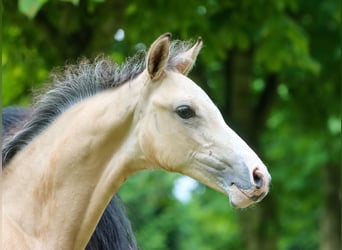 Poney de selle allemand, Étalon, Poulain (04/2024), Isabelle