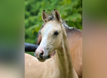 Poney de selle allemand, Étalon, Poulain (04/2024), Isabelle