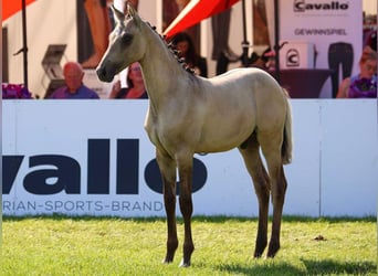 Poney de selle allemand, Étalon, Poulain (04/2024), Isabelle