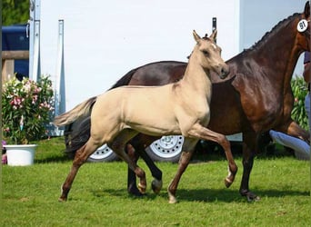 Poney de selle allemand, Étalon, Poulain (04/2024), Isabelle