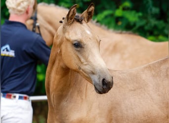 Poney de selle allemand, Étalon, Poulain (03/2024), Isabelle