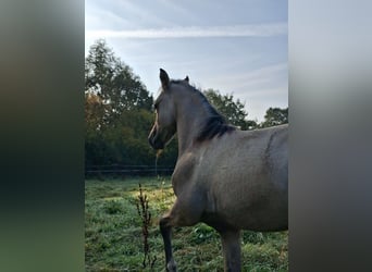 Poney de selle allemand, Étalon, Poulain (05/2026), Isabelle