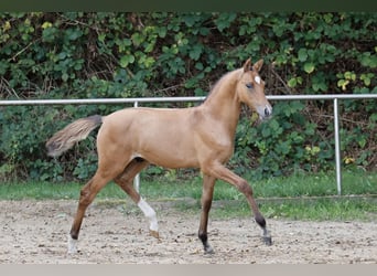 Poney de selle allemand, Étalon, Poulain (05/2026), Isabelle