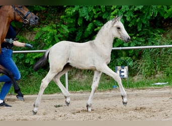 Poney de selle allemand, Étalon, Poulain (05/2026), Isabelle
