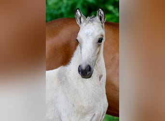 Poney de selle allemand, Étalon, Poulain (05/2026), Isabelle