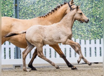 Poney de selle allemand, Étalon, Poulain (03/2026), Isabelle