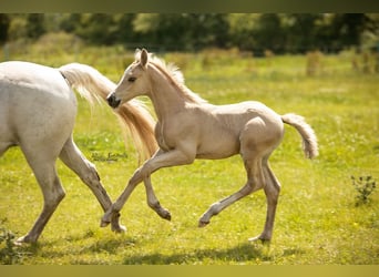 Poney de selle allemand, Étalon, Poulain (06/2024), Palomino