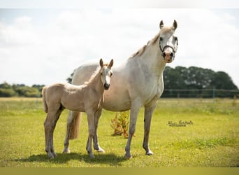 Poney de selle allemand, Étalon, Poulain (06/2024), Palomino