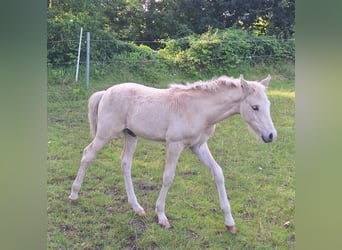 Poney de selle allemand, Étalon, Poulain (05/2025), Palomino