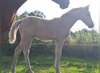 Poney de selle allemand, Étalon, Poulain (05/2025), Palomino