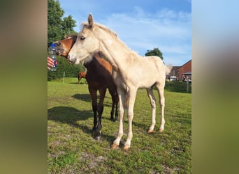 Poney de selle allemand, Étalon, Poulain (05/2025), Palomino