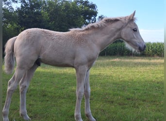 Poney de selle allemand, Étalon, Poulain (05/2025), Palomino