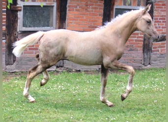 Poney de selle allemand, Étalon, Poulain (04/2026), Palomino