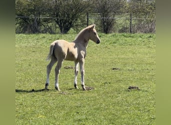 Poney de selle allemand, Étalon, Poulain (01/2026), Palomino