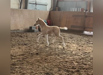 Poney de selle allemand, Étalon, Poulain (03/2026), Palomino