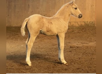 Poney de selle allemand, Étalon, Poulain (01/2026), Palomino