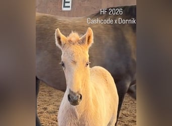 Poney de selle allemand, Étalon, Poulain (03/2026), Palomino