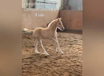Poney de selle allemand, Étalon, Poulain (03/2026), Palomino