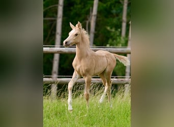 Poney de selle allemand, Étalon, , Palomino
