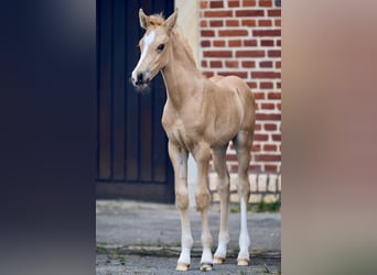 Poney de selle allemand, Étalon, , Palomino