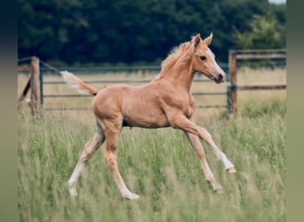 Poney de selle allemand, Étalon, , Palomino