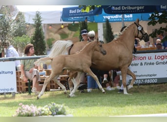 Poney de selle allemand, Étalon, Poulain (05/2026), Palomino