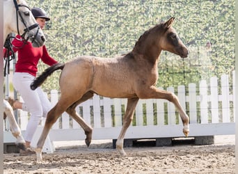 Poney de selle allemand, Étalon, Poulain (02/2026), Peut devenir gris