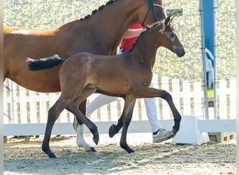 Poney de selle allemand, Étalon, Poulain (05/2026), Peut devenir gris