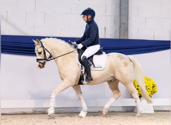 Poney de selle allemand, Hongre, 10 Ans, 133 cm, Palomino
