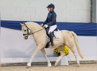 Poney de selle allemand, Hongre, 10 Ans, 133 cm, Palomino