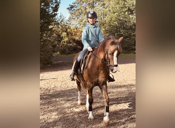 Poney de selle allemand, Hongre, 10 Ans, 135 cm, Alezan brûlé