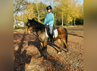 Poney de selle allemand, Hongre, 10 Ans, 135 cm, Alezan brûlé