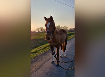 Poney de selle allemand, Hongre, 10 Ans, 143 cm, Alezan