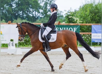 Poney de selle allemand, Hongre, 10 Ans, 145 cm, Bai