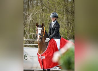 Poney de selle allemand, Hongre, 10 Ans, 145 cm, Bai