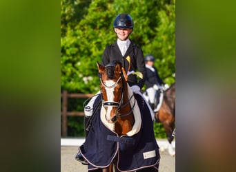 Poney de selle allemand, Hongre, 10 Ans, 145 cm, Bai
